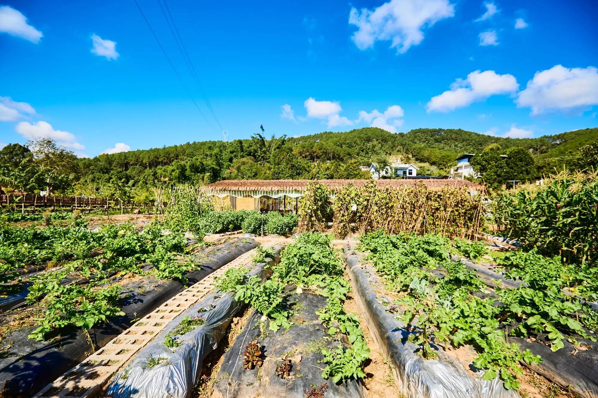 普洱思茅南岛河村美丽星村云南本土与现代技艺交融的咖啡文化生活(图2)